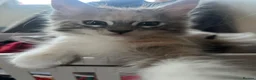 Maine Coon cats for sale: Last available kitten  - Advert 6