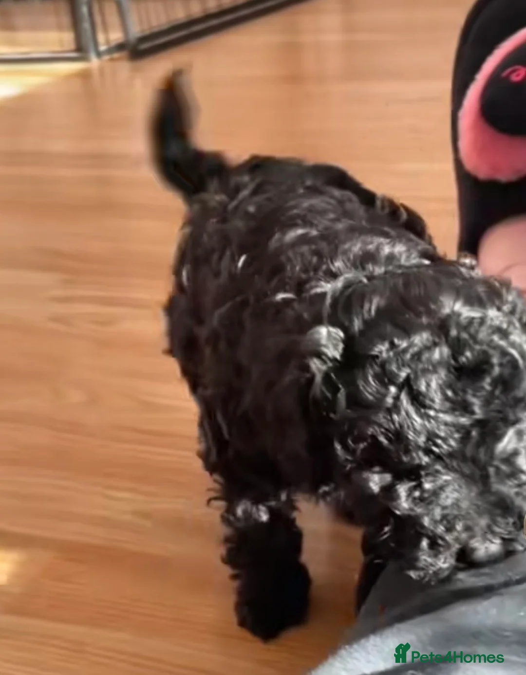 Maltipoo dogs for sale: Beautiful puppies for sale - Advert 8