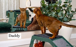Abyssinian cats for sale: Silver Black Abyssinians-Champion TICA pedigree - Image 27