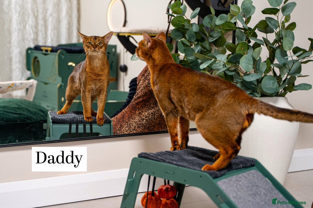 Abyssinian cats for sale: Silver Black Abyssinians-Champion TICA pedigree - Image 27
