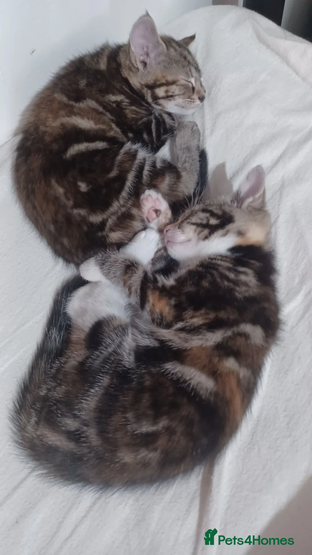 Mixed Breed cats for sale: Kittens  in London - Advert 8