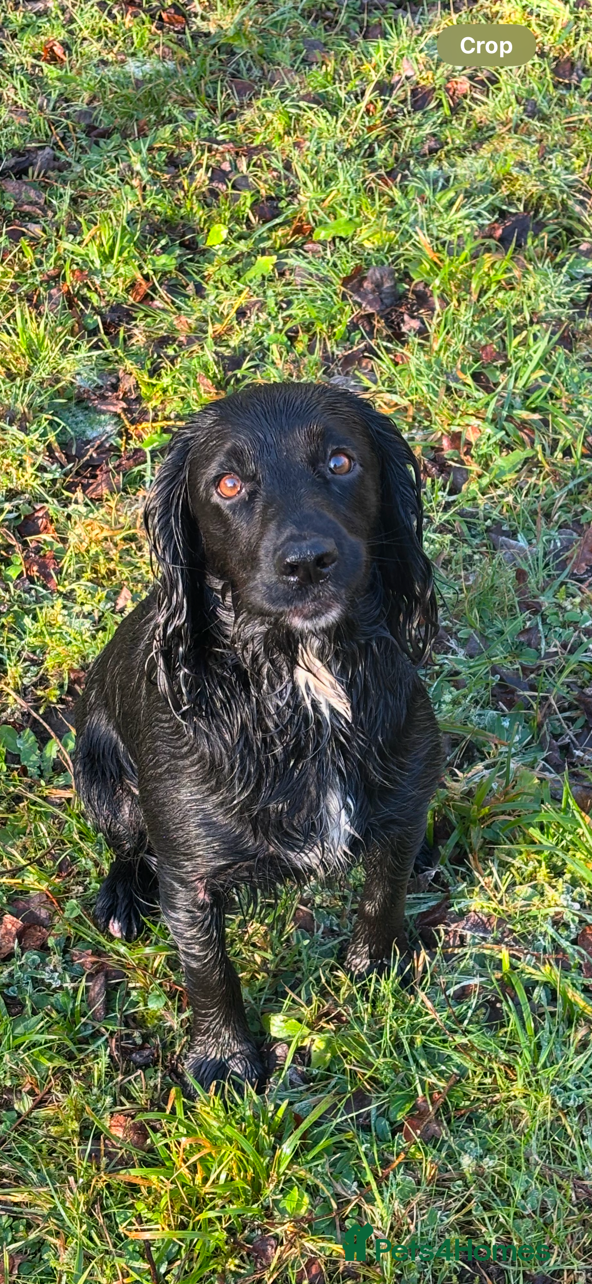 Bella