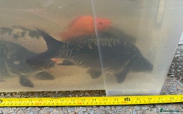 Koi Carp fish for sale: Koi for Sale - Image 22