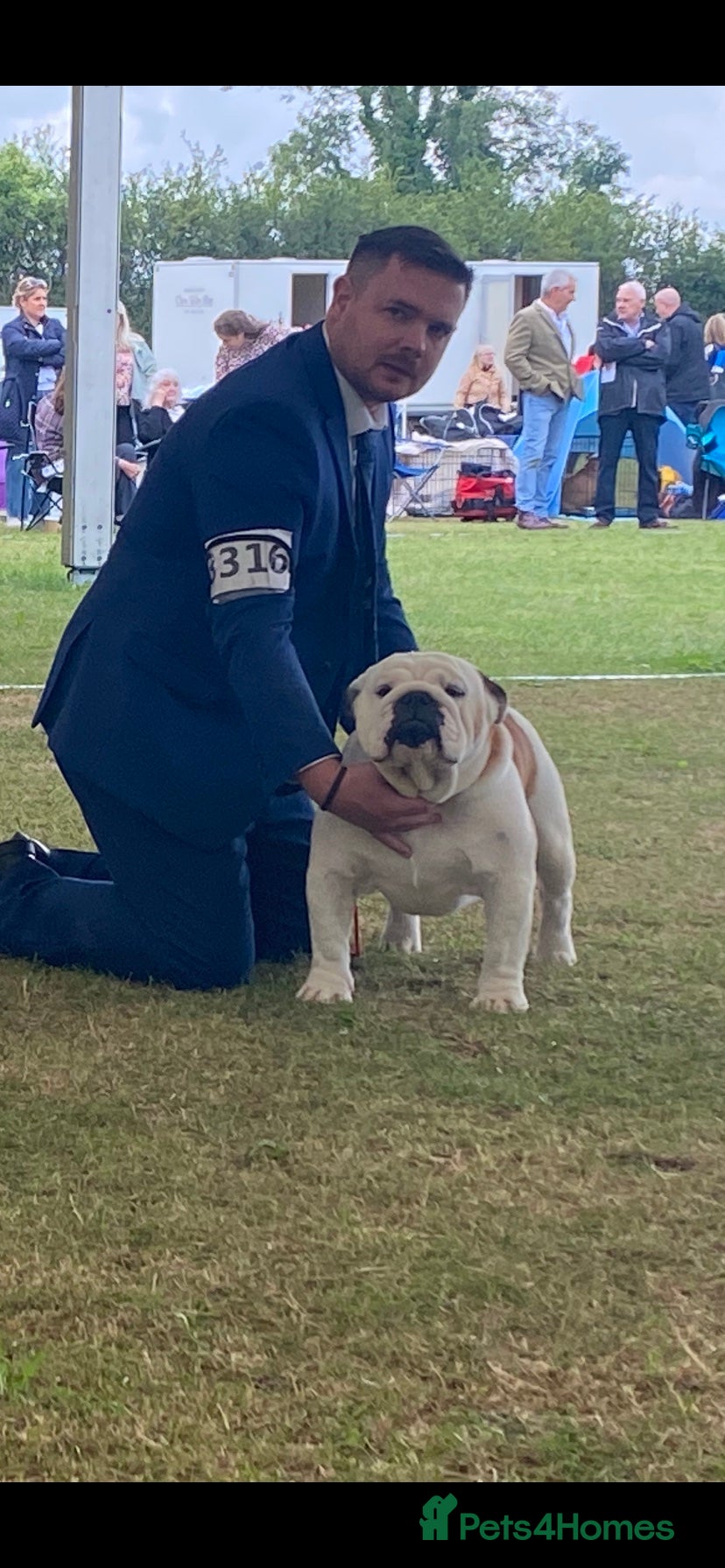 English Bulldog dogs stunning gold health tested bulldog stud  in Bacup - Advert 16