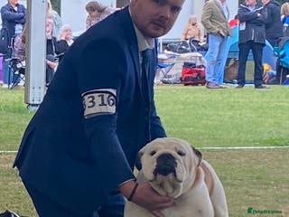 English Bulldog dogs stunning gold health tested bulldog stud in Bacup - Advert 17