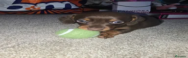 Miniature Dachshund Puppy 1