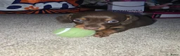 Miniature Dachshund dogs for sale: Miniature dachshund  - Advert 2