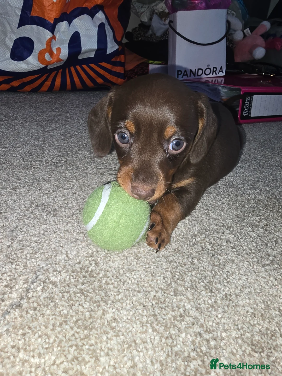 Miniature Dachshund dogs for sale: Miniature dachshund  - Advert 2