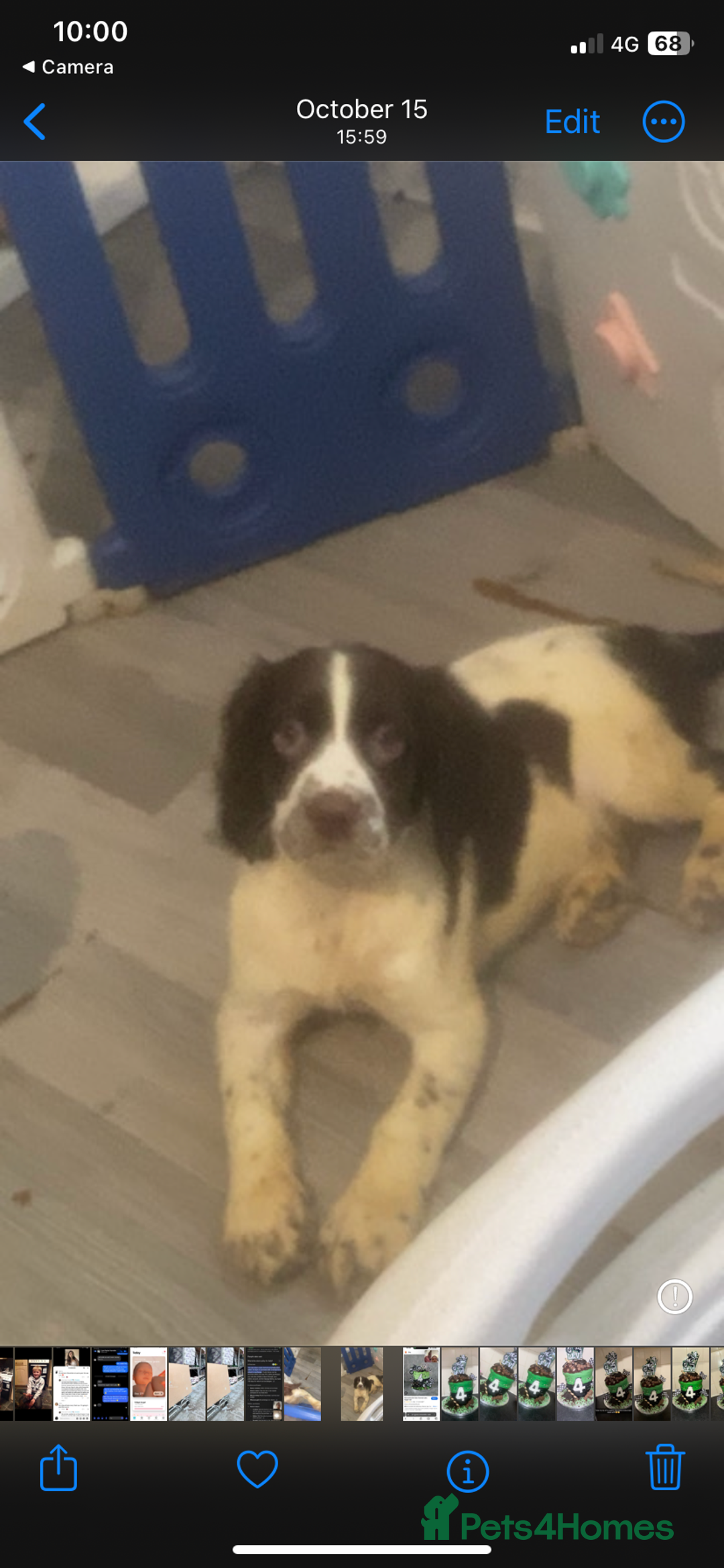Sprocker dogs for sale: Sprocker spaniel puppy’s  - Advert 9