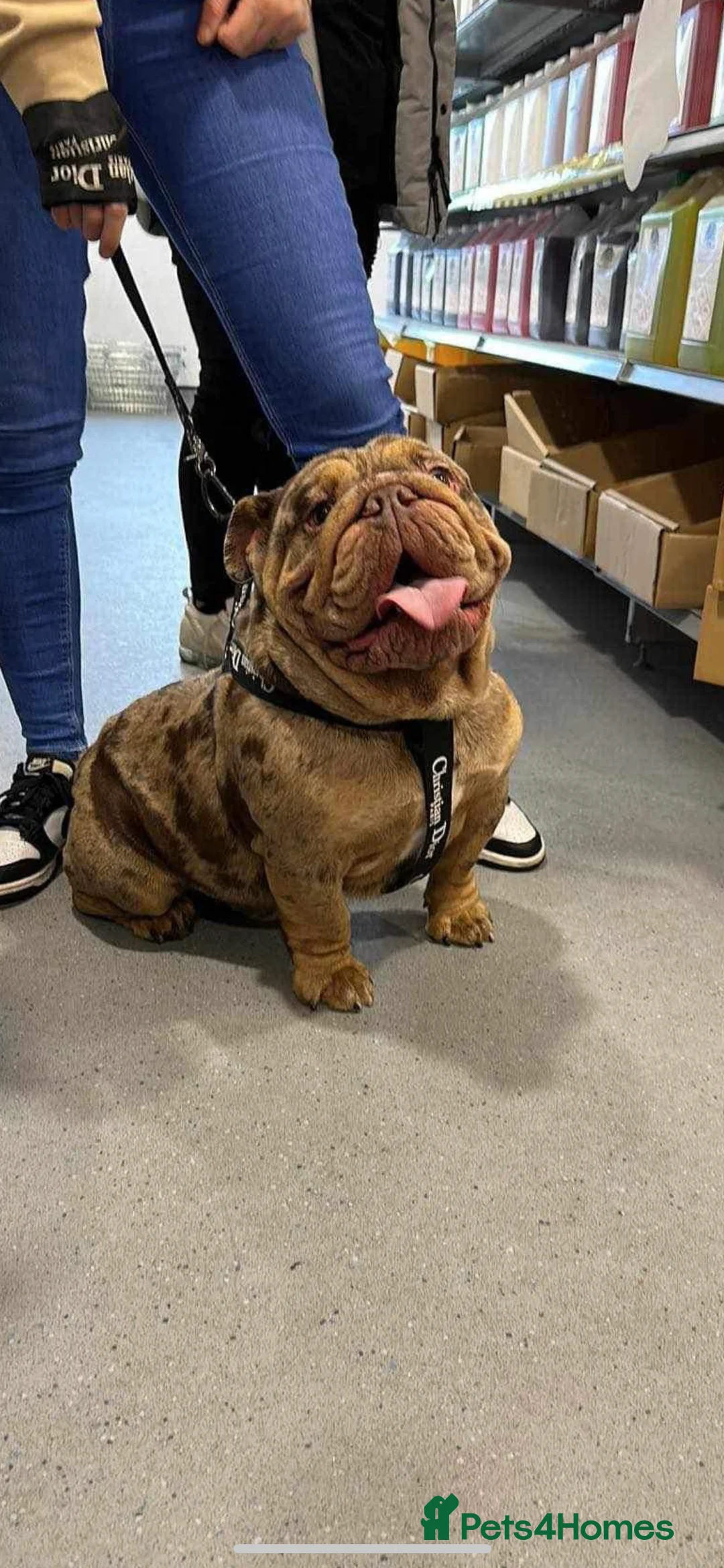 English Bulldog dogs for stud: 🔥MR WILSON🔥 KC & DWKC in Middlesbrough - Advert 3