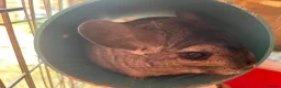 Guinea Pig rodents for sale: WE RESCUE GUINEA PIGS, RABBITS, CHINCHILLAS ECT - Advert 7