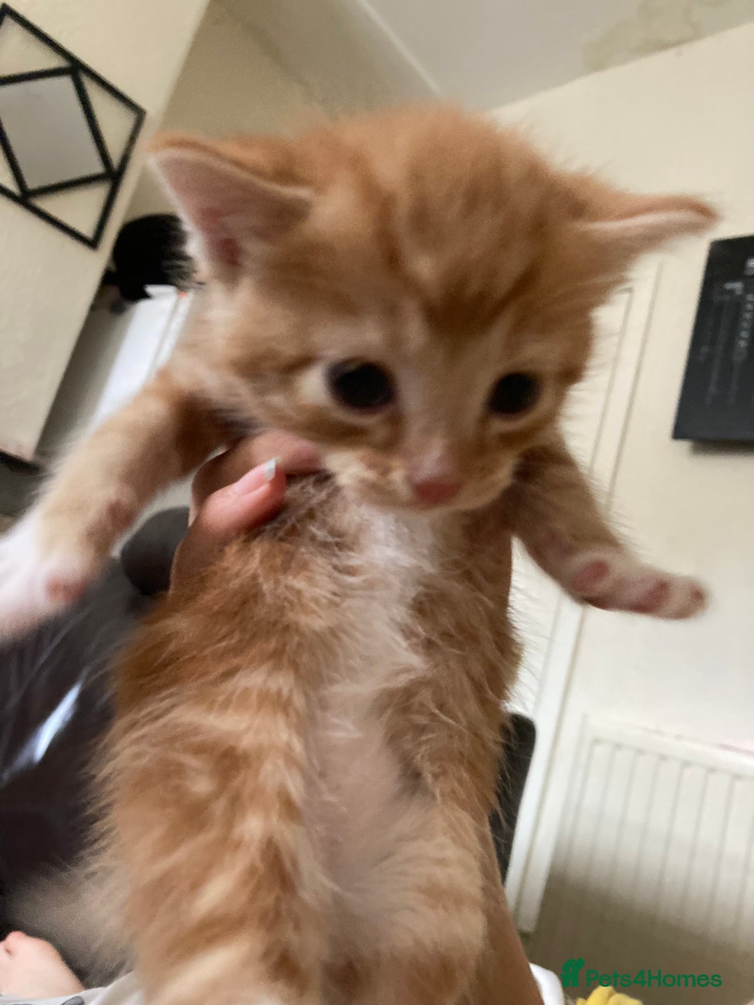 British Shorthair cats for sale: Fhvcffuj ghjv - Image 2