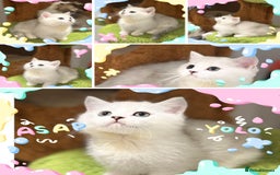 Munchkin cats for sale: Super stunning & rare Minuet - Image 3