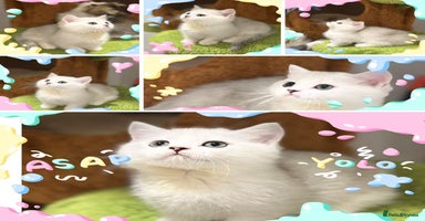 Munchkin cats - Advert 14