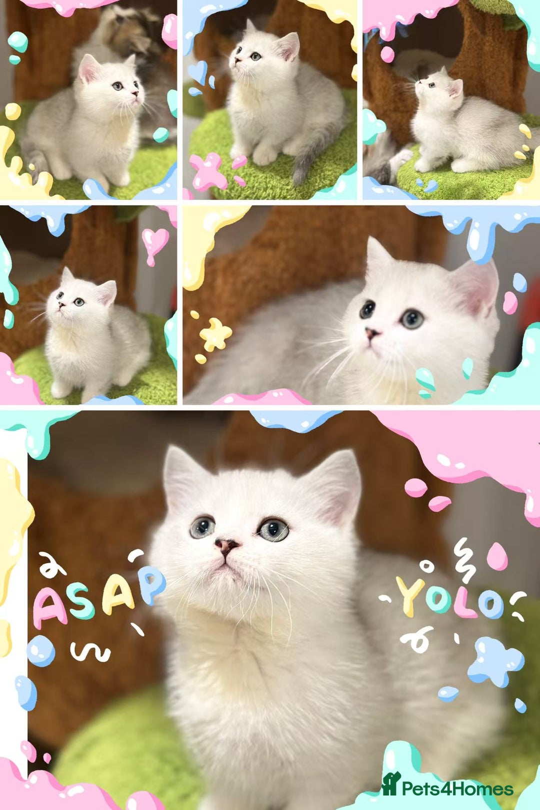 Munchkin cats for sale: Super stunning & rare Minuet - Image 3