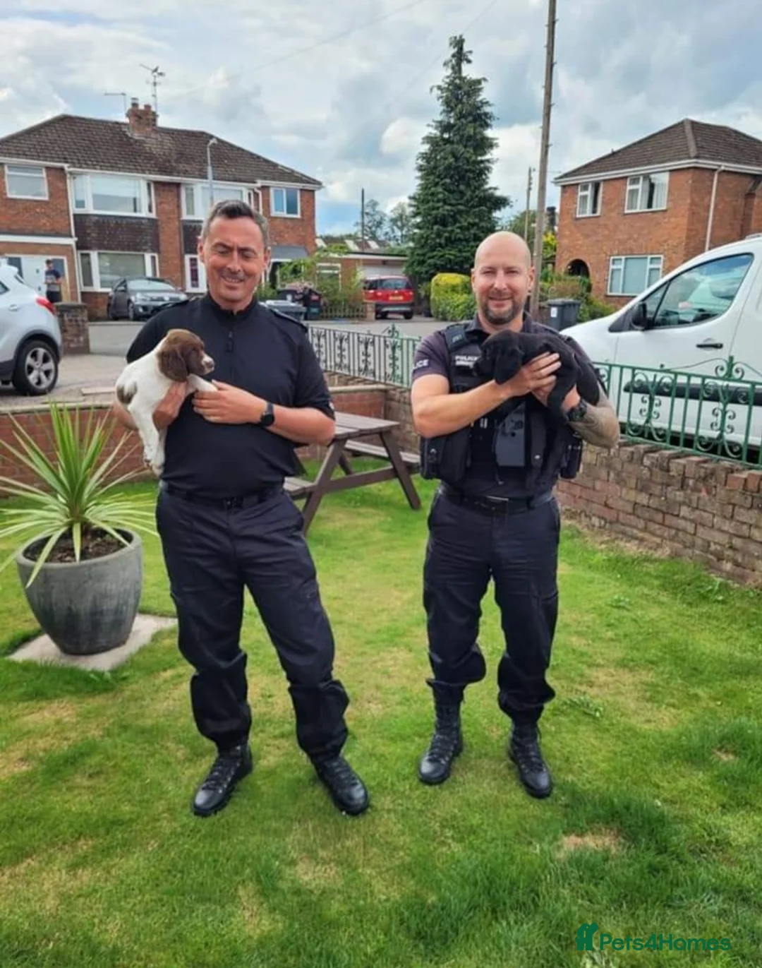 Sprocker dogs for stud: Fully health tested sprocker Digby in Wrexham - Advert 6