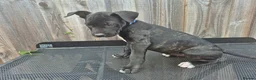 Presa Canario dogs for sale: Presa Canario Puppies ♥️  - Advert 6