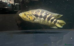 Other/Mixed Breed fish for sale: Predatory fish  - Image 4
