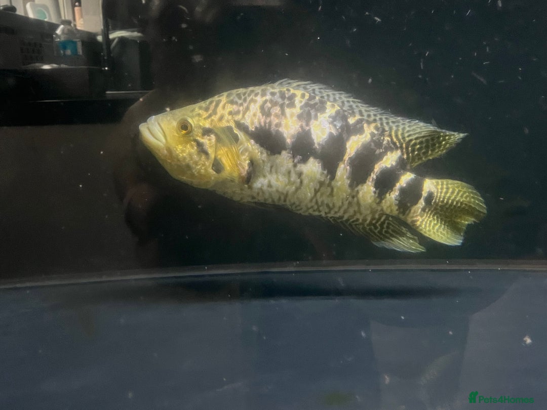 Other/Mixed Breed fish for sale: Predatory fish  - Image 4