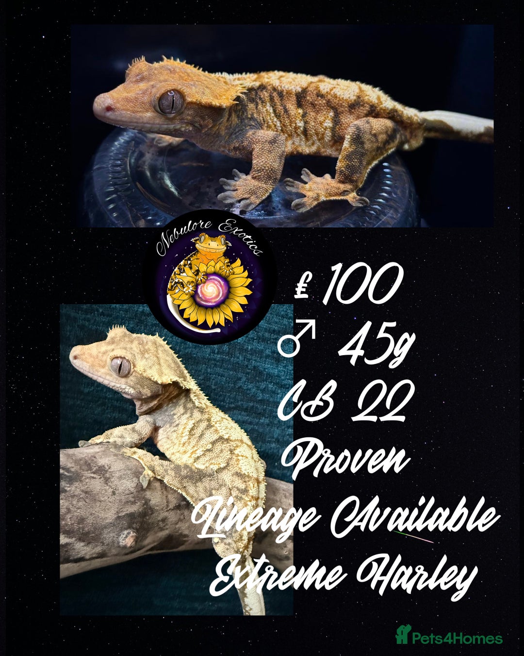 Gecko reptiles for sale: High End Various Crested Geckos for Sale - Advert 2