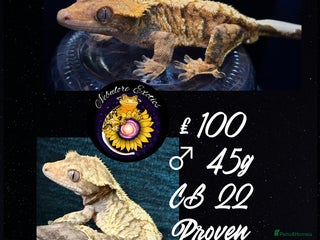 Gecko reptiles - Advert 1