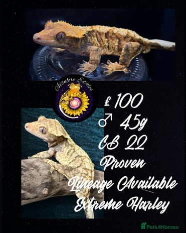 Gecko reptiles - Advert 3