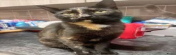 Mixed Breed cats for sale: READY NOW SIX STUNNING KITTENS  - Advert 1