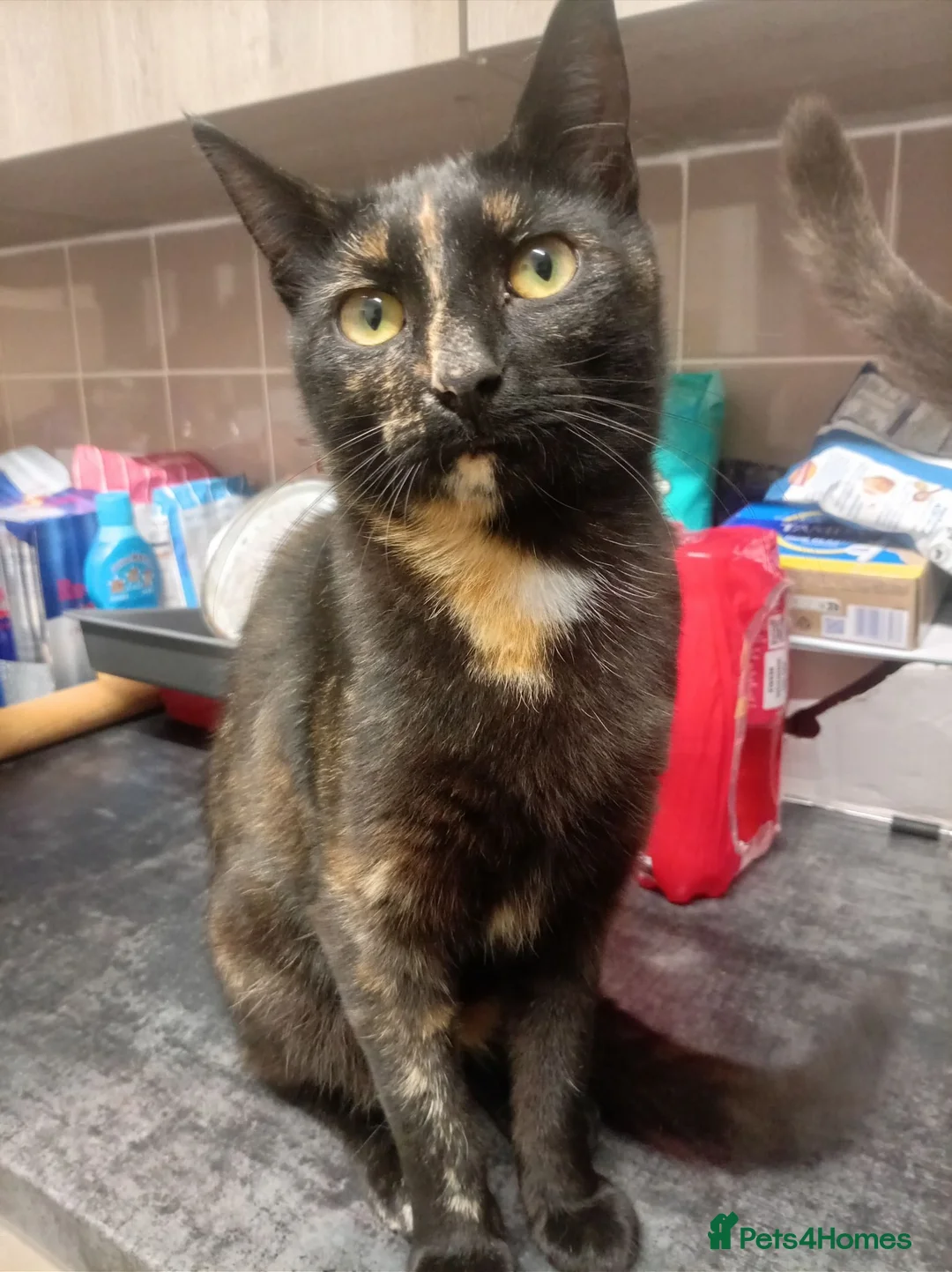 Mixed Breed cats for sale: READY NOW SIX STUNNING KITTENS  - Advert 1