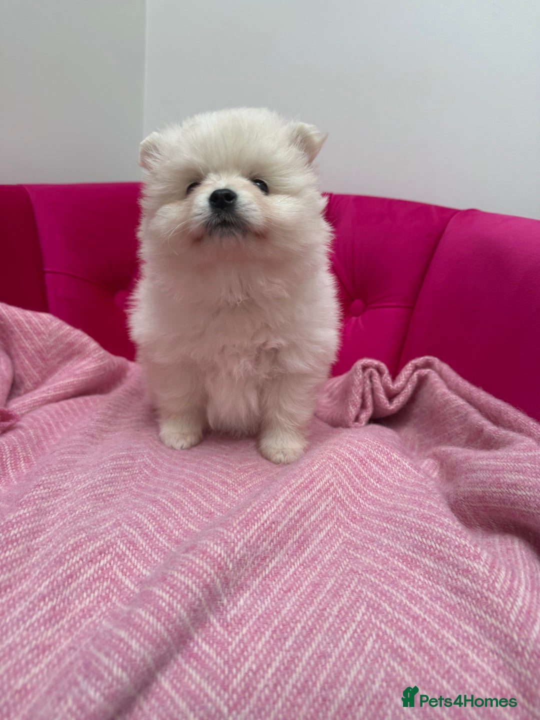 Pomeranian dogs for sale: READY 2nd August KC White Teddy Bear Poms - Image 26
