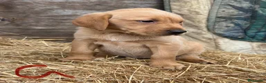 Labrador Retriever 5