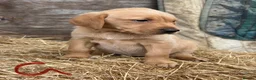 Labrador Retriever dogs for sale: Fox red Labrador puppies - Advert 8