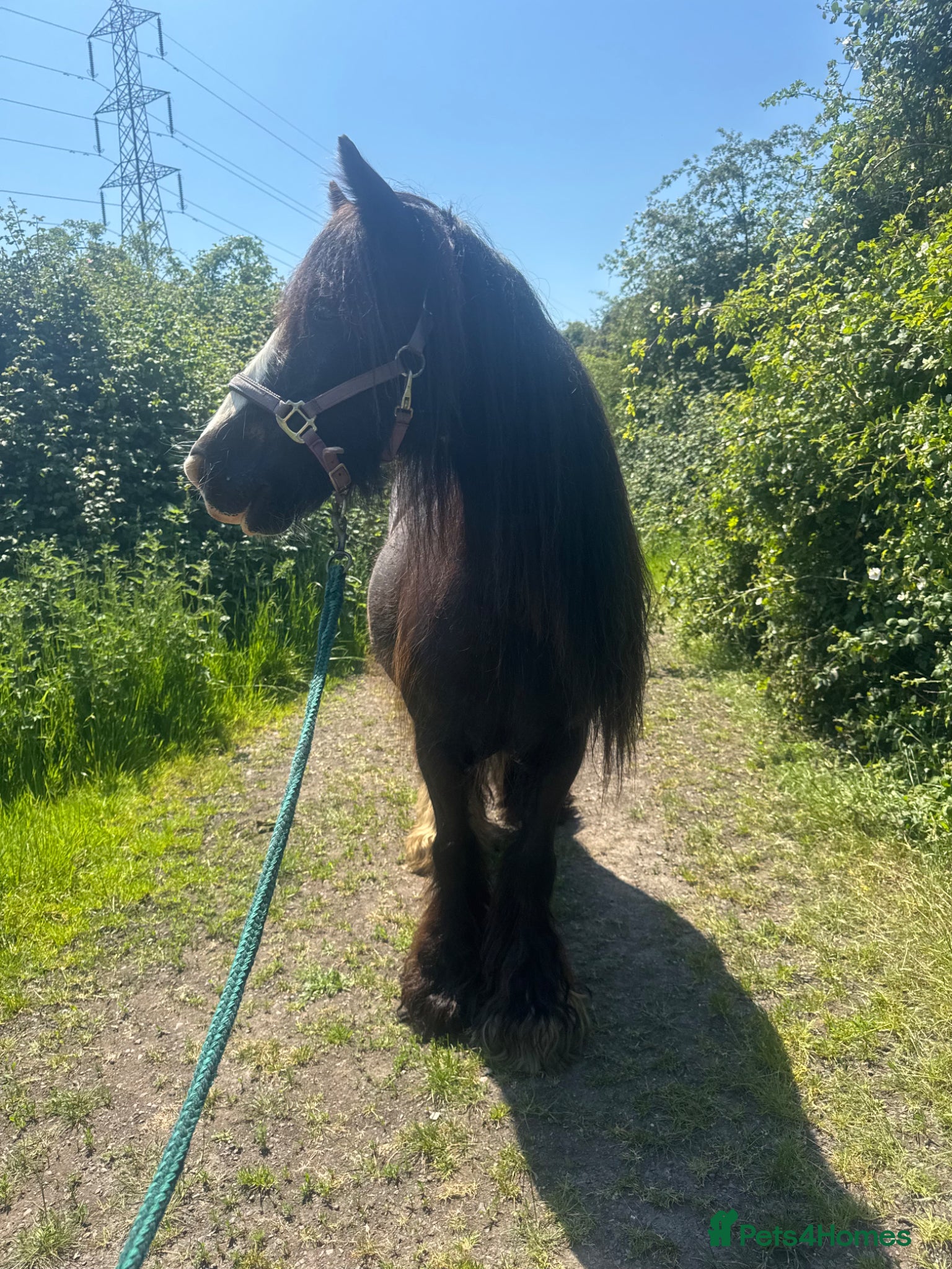 Irish Cob horses Beautiful cob mare  - Advert 3