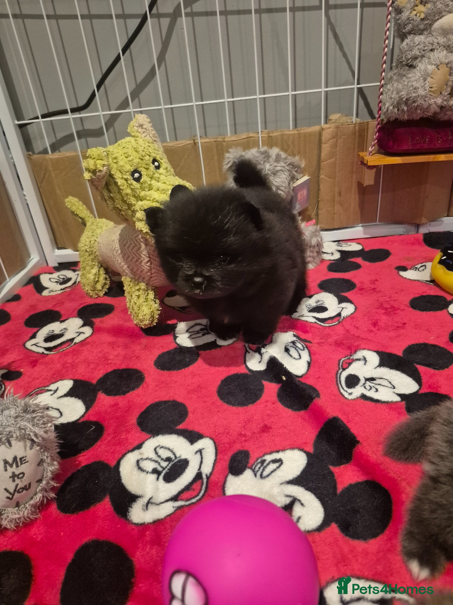 Pomeranian dogs for sale: Mini pomeranian puppies excel Russian bloodlines - Advert 23