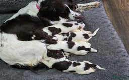 English Springer Spaniel dogs for sale: Stunning Pedigree Registered Pups - Image 9