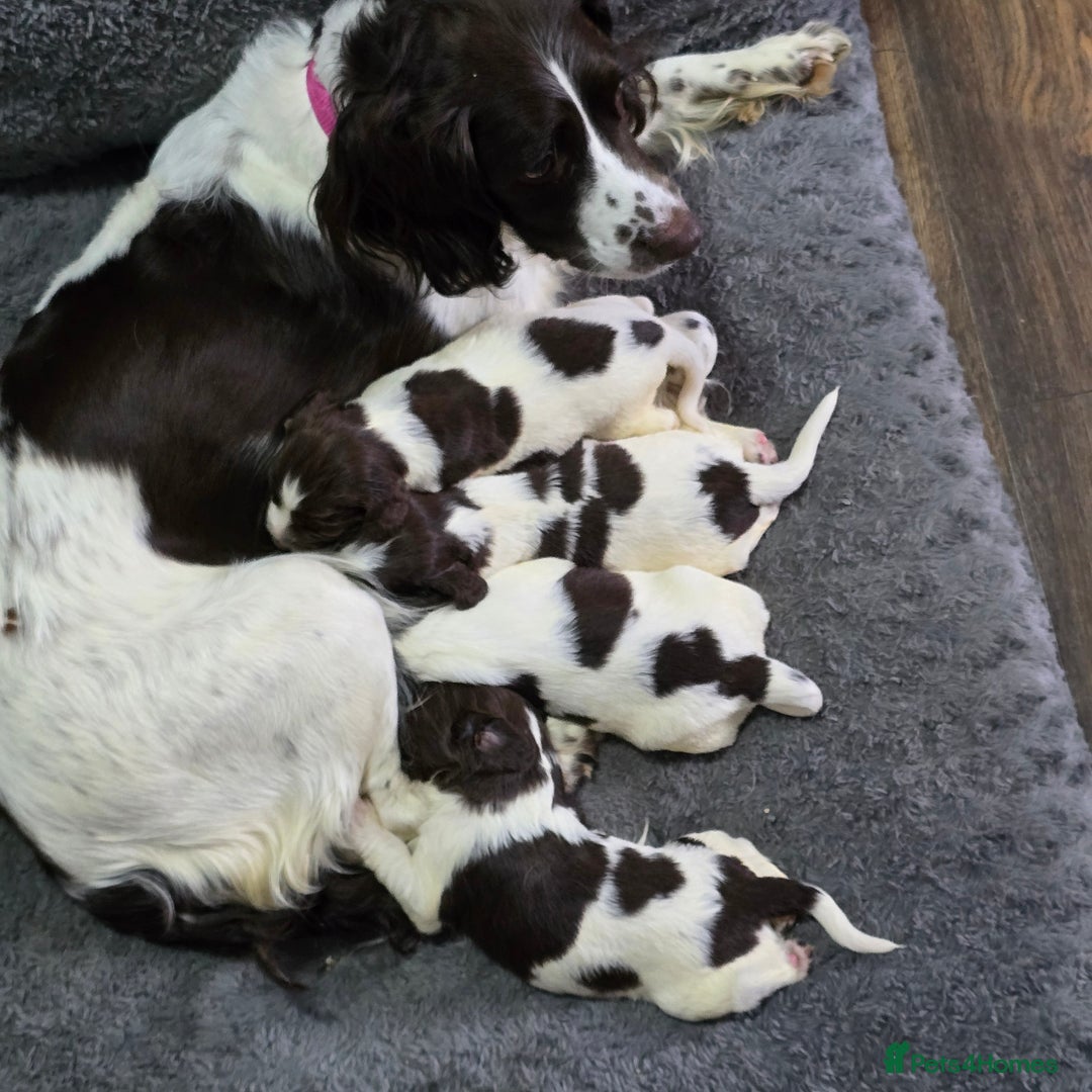 English Springer Spaniel dogs for sale: Stunning Pedigree Registered Pups - Image 9