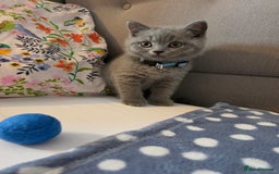 British Shorthair cats for sale: Cute British Shorthair Kittens Ready for go - Image 4