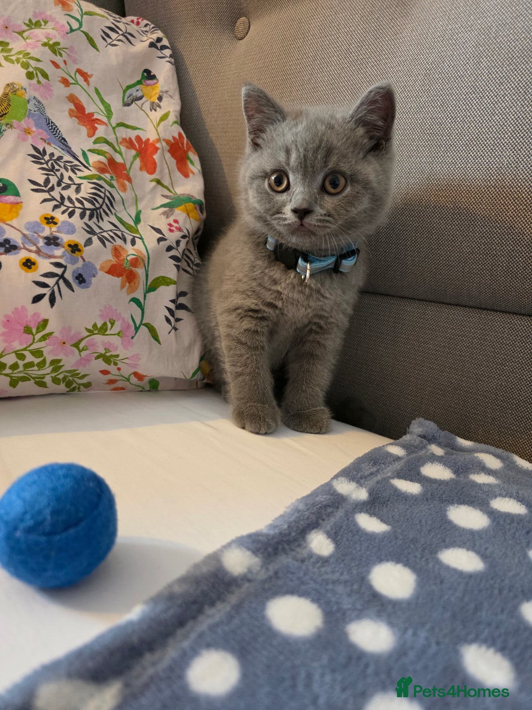 British Shorthair cats for sale: Cute British Shorthair Kittens Ready for go - Image 4