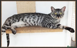 Savannah cats for sale: Retired F5 Silver Savannah boy with black nose - Image 7