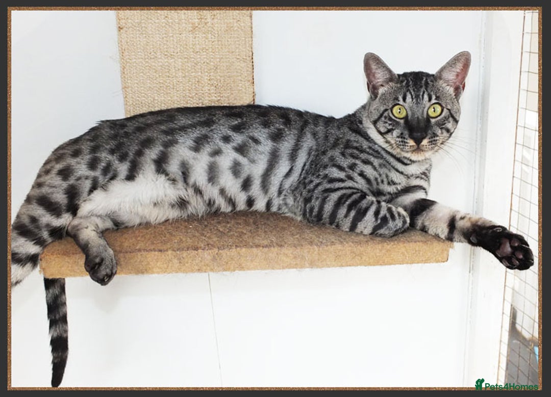 Savannah cats for sale: Retired F5 Silver Savannah boy with black nose - Image 7
