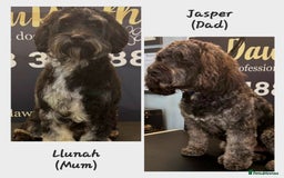 Cockapoo dogs for sale: F2 Cockapoo Puppies – Ready mid-late December - Image 9