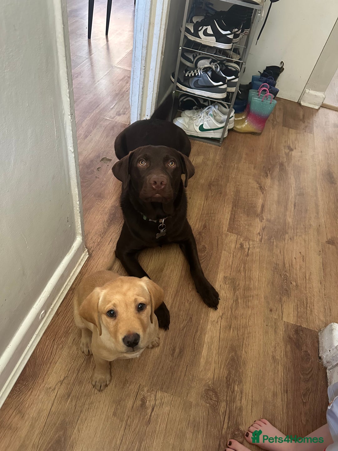 Labrador Retriever dogs for sale: Koda and Meave  - Image 6