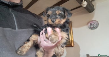 Yorkshire Terrier dogs Pedigree Yorkshire terrier puppy's  - Advert 16