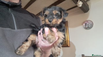 Yorkshire Terrier dogs Pedigree Yorkshire terrier puppy's - Advert 16