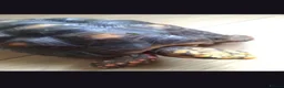 Tortoise reptiles for sale: Red footed tortoise - Advert 3
