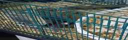 Rat rodents for sale: 2 pet rats in Rotherham - Advert 2