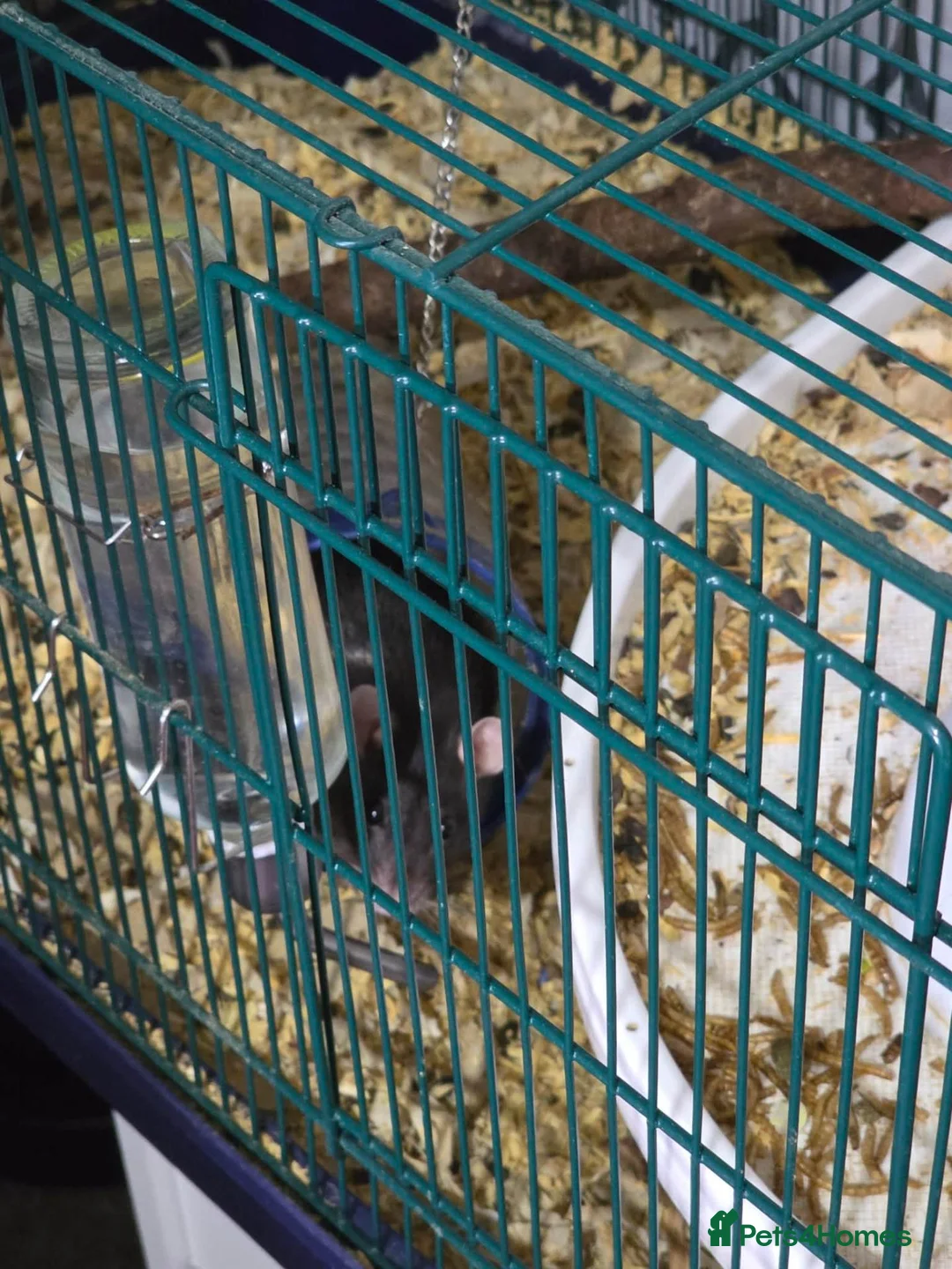 Rat rodents for sale: 2 pet rats in Rotherham - Advert 2
