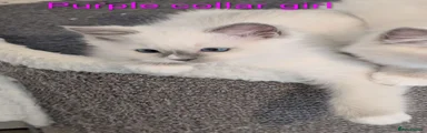 Purple collar girl 