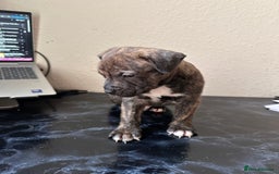 Mixed Breed dogs for sale: American bulldog X staffy 🏡 - Image 18