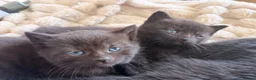 Mixed Breed cats for sale: Brown fluffy kittens  - Advert 6