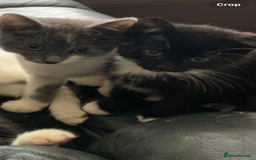 Siamese cats for sale: kittens for sell  - Image 2